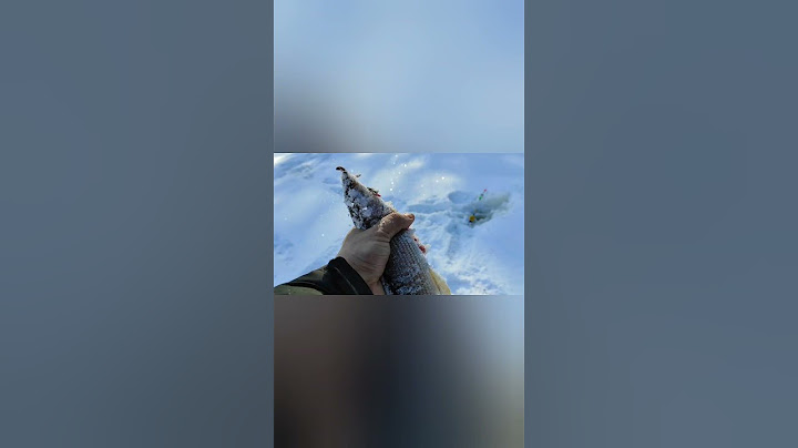 Хариус в лесном ручье. Рыбалка в мороз