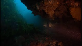 Twin Towers Reef - The Rip by Great Ocean Divers 266 views 2 months ago 9 minutes, 12 seconds