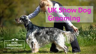 English Setter Grooming Guide for UK Show Dog