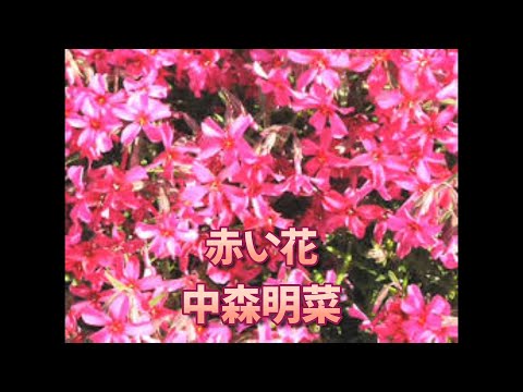 赤い花」中森明菜・作詞・作曲；キム・ヒョンソク (KIM HYUNG SEOK
