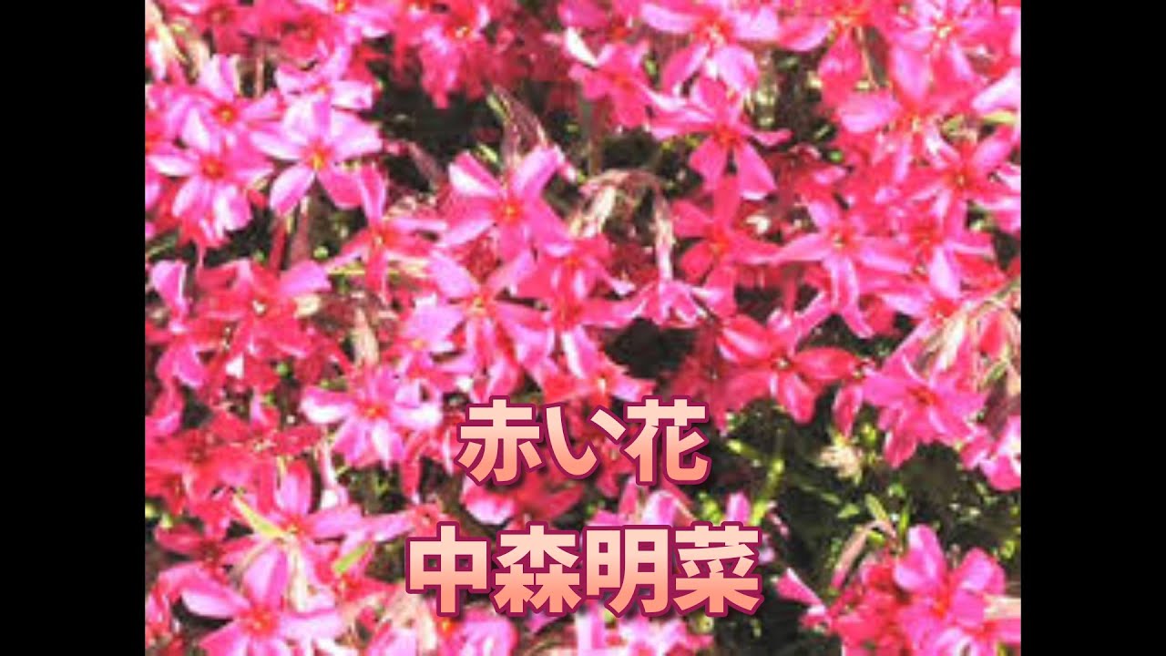 赤い花」中森明菜・作詞・作曲；キム・ヒョンソク (KIM HYUNG SEOK