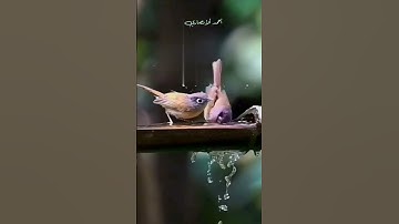 تلاوة مباركة من سورة غافر  . الشيخ محمد صديق المنشاوي