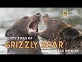 Grizzly Bear&#39;s Fight and Roar - North American Grizzly Bear