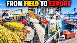 How Rice Is Made: From Harvest to Export | Inside a Modern Rice Mill