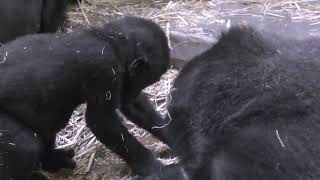 仲の良いゴリラの兄弟💗ゲンタロウとキンタロウ【京都市動物園】