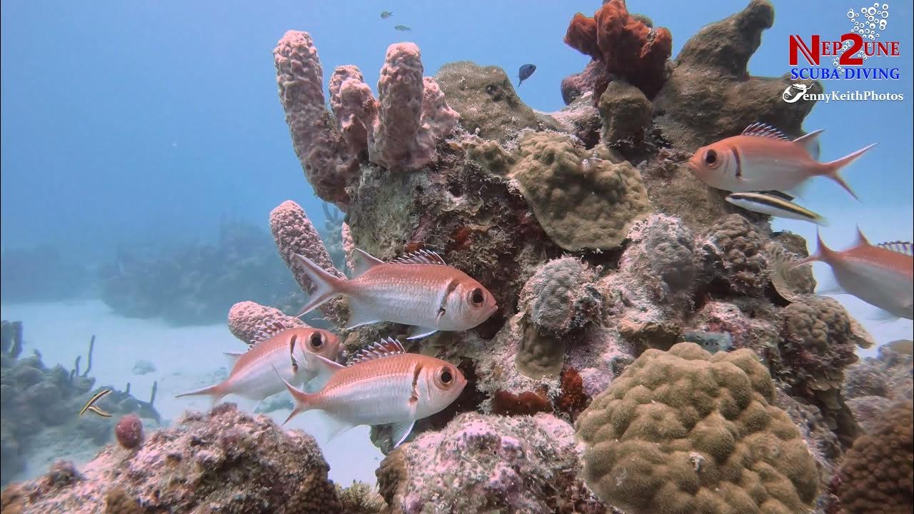 07/13/21 Swirling Reef of Death YouTube