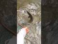 軽い気持ちで近所の川へ行ってみたら...！ #テンカラ #渓流釣り #tenkara #岩魚
