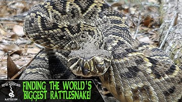 FINDING THE BIGGEST RATTLESNAKE IN THE WORLD! (Eastern Diamondback Rattlesnake, Crotalus adamanteus)
