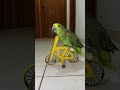 Papagaio na Bicicleta / Cycling parrot #parrot #birds #animalshorts #animals #cycling #cyclist #bike