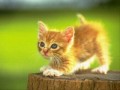 ミャゴラ猫の初恋 平山佳代子