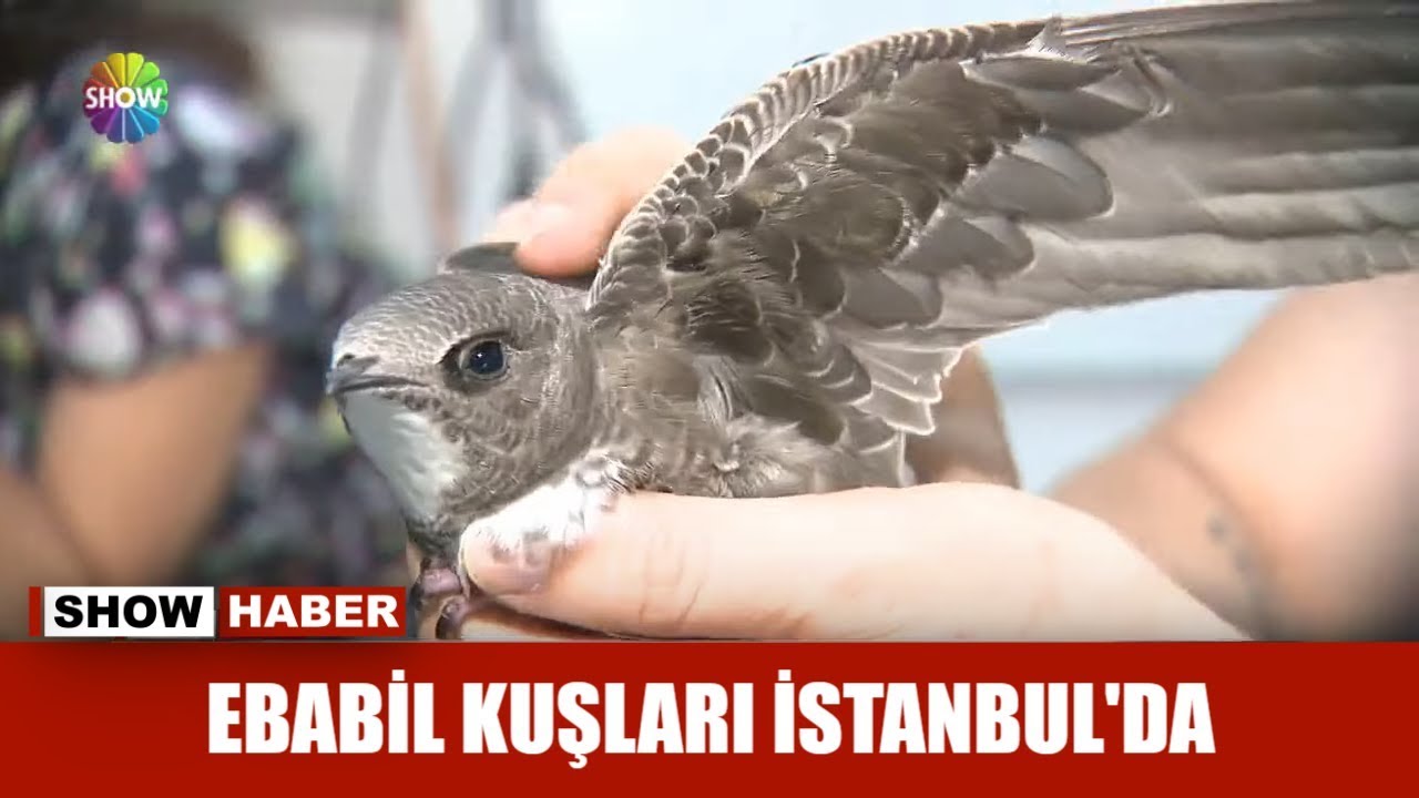 ebabil kuslari istanbul da youtube