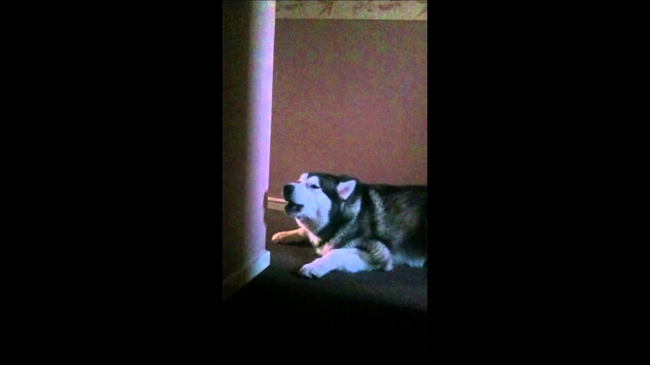 Alaskan Malamute howling conversation