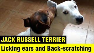 Dog Spa - Licking ears and Back-scratching - Jack Russell Terrier