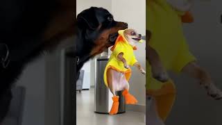 Dog Had Enough Of An Annoying Puppy