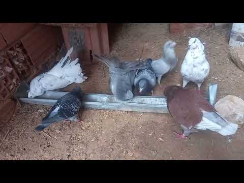 ليش الحمام يتوقف على الإنتاج مع اني موفر كل الضروف