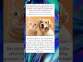 Cats vs Dogs: Science Finally Answers Who’s Smarter