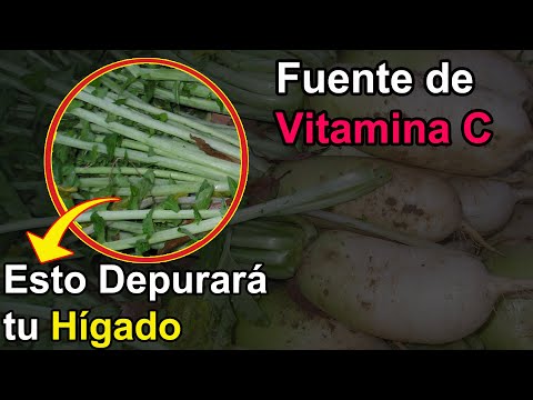 <strong>Este</strong> alimento que los Coreanos comen de una forma de Kimchi desintoxicará tu Hígado <strong>como</strong> NUEVO