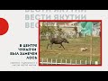 В центре Чурапчи был замечен лось