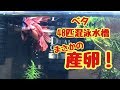 まさかの産卵！【ベタ混泳水槽】