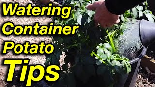 How Often to Water Container Potatoes? Save Time And Money!