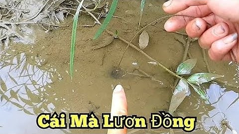 Câu lươn đồng_Trở về tuổi thơ_tập11//Sentence eel return to childhood