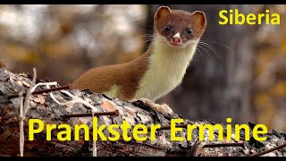 Prankster Ermine / Siberian stories.