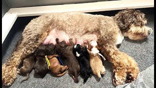 Inside The Labradoodle Puppy Delivery Room | Triple Play Ep 1 by Van Isle Doodles 557 views 3 months ago 24 minutes