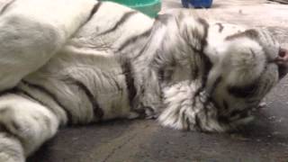 Белый тигр спит как убитый
