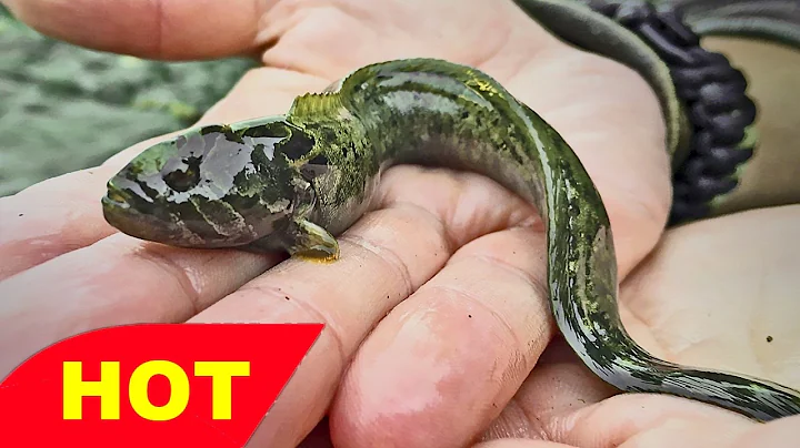 Mimicry in Plants and Animals   Camouflage Documen...