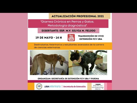 Video: Tratamiento De Las Deficiencias De Enzimas Y La Diarrea Crónica En Perros