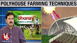 Polyhouse Farming Techniques by Konda Laxman Bapuji Horticulture Prof Chandrashekar-Sagubadi