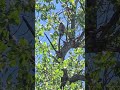 07 19 2025 Red Shouldered Hawk Video1 07 19 2025 Red Shouldered Hawk Video1