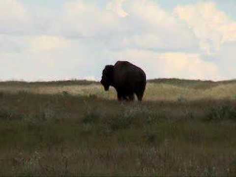 Perfect head shot with a 300 Rem Ultra mag. Taken in Eastern Washington. This bull weighs in around 1700 lbs.