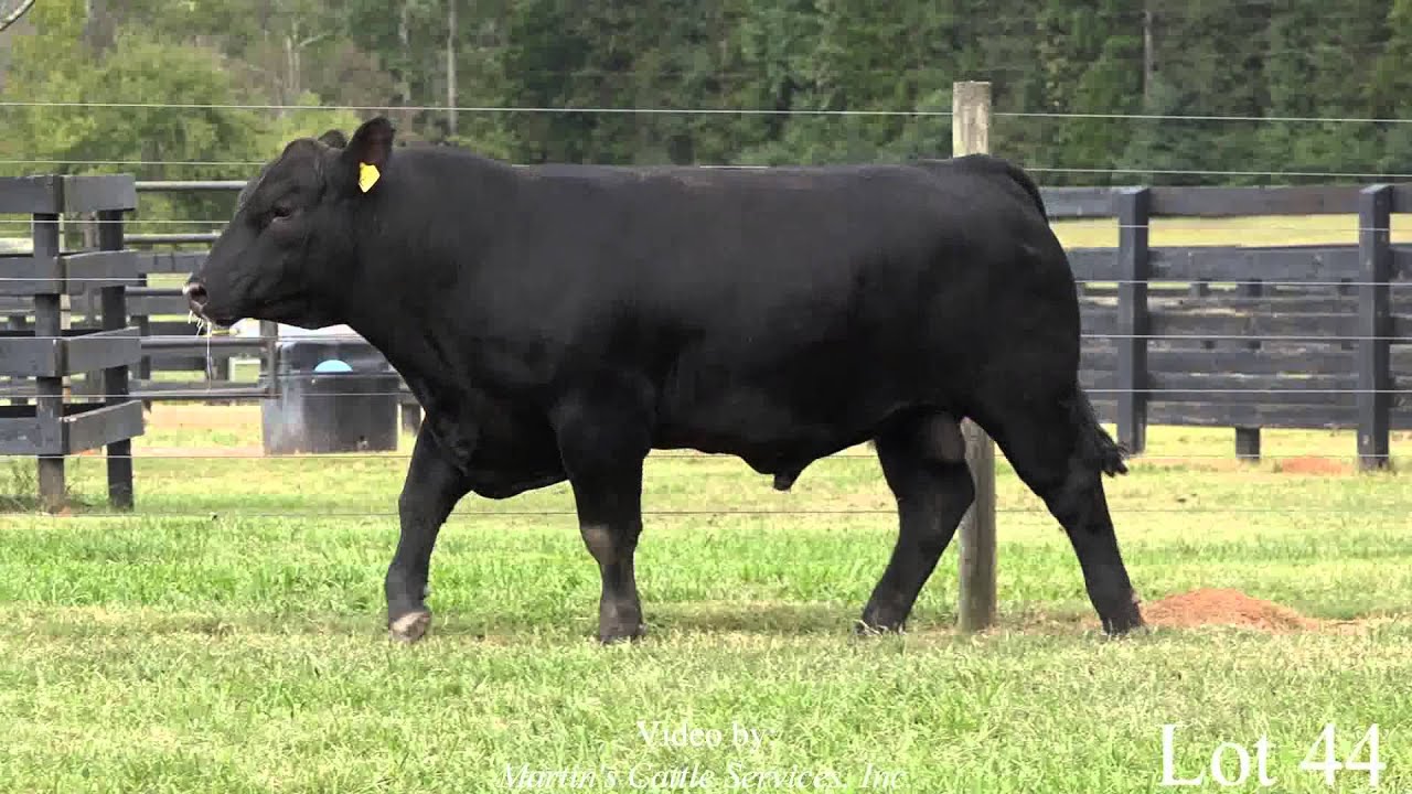 Lot 44 YouTube