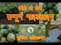 पपीते की खेती - डाउनलोड सम्पूर्ण गाइडलाइन हिंदी में (वायरस उपचार - भरपूर उत्पादन )
