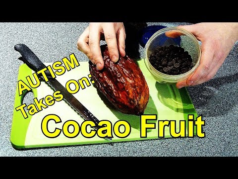 Autism Takes On Cocoa Fruit - How to open a Cacao fruit -Cocoa bean & chocolate - RM00141