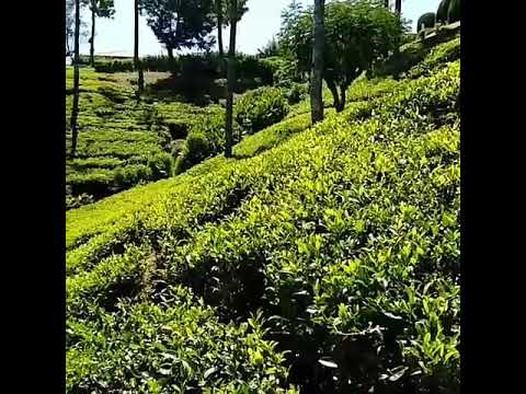 Vídeo: Plantacions de te. Atraccions de Sri Lanka: plantacions de te