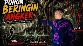 🌳 Uji Nyali Tengah Malam! Eksplor Pohon Beringin Angker yang Bikin Merinding 😱