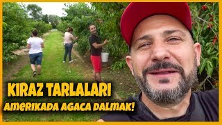 Amerikada Agaca Dalmak! | Kiraz Tarlaları Amerikada Agaca Dalmak! | Kiraz Tarlaları