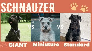 Giant schnauzer vs Standard schnauzer vs Miniature  breed comparison