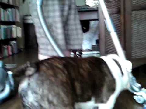 Ms. Bean the Bulldog attacks Vacuum cleaner pets bd