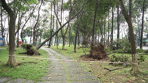Nhiều cây xanh bật gốc đổ xuống đường trong cơn mưa lớn tại Biên Hòa