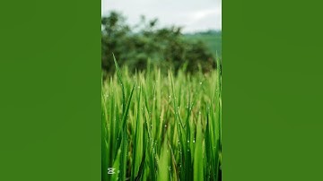 سورة الصف آية 1-4 الشيخ المنشاوي