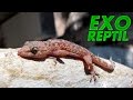 Exo Reptil - Gecko Comiendo Mantis Religiosa
