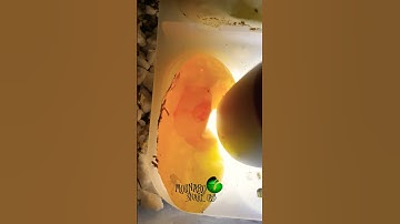 Preparing #eggs for incubation! #molinarosnakelab #reptiles #snakes #hognose #shorts #merrychristmas