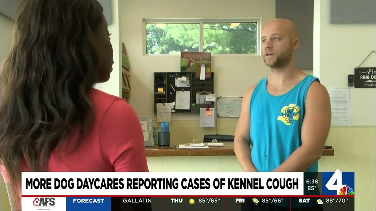 More dog daycares reporting cases of kennel cough YouTube