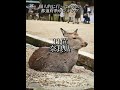 個人的に行ってみたい都道府県ランキング TOP20 #地理系 #地理 #旅行 #ランキング