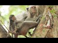 Jade and  jada sit  looking  on  snay  tree  behind mama  in morning    on sunday june22024