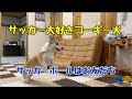 サッカー大好きコーギー犬/サッカーボールはお友だち