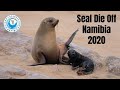 Seal Mass Die Off Namibia 2020